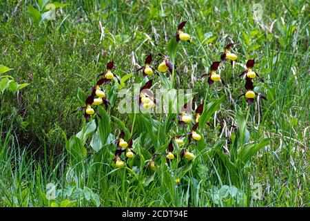 Lady's slipper orchids in their natural habitat in Lower Austria Stock Photo