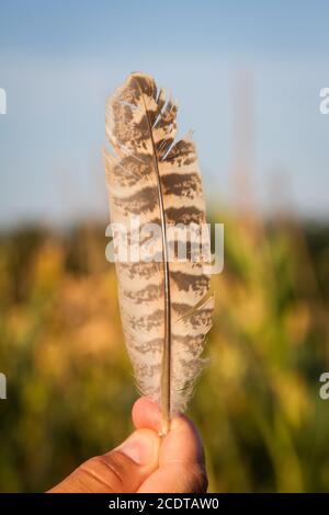 Brown white striped bird feather Stock Photo