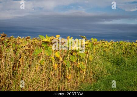 Withered sunflowers, Burgenland, Austria Stock Photo