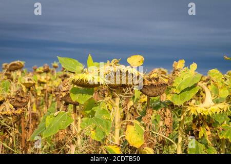 Withered sunflowers, Burgenland, Austria Stock Photo
