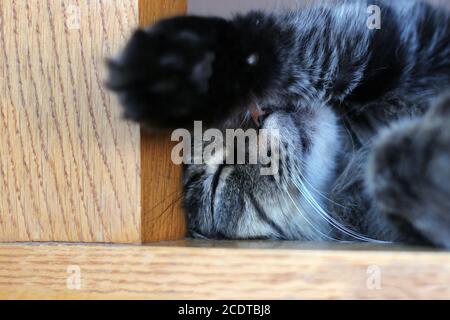 sleeping a striped big cat in the house. photo. Stock Photo