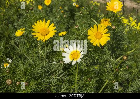 Crown spider flower, cup-shaped inflorescences of Glebionis coronaria Stock Photo