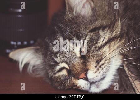 sleeping a striped big cat in the house. photo. Stock Photo