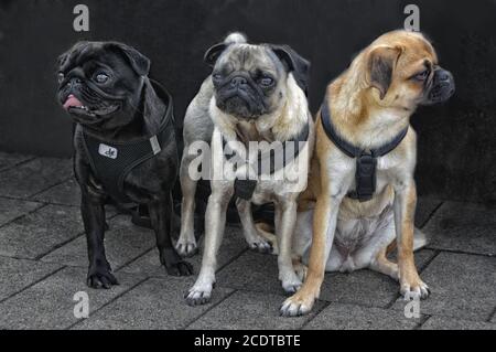 three pugs Stock Photo