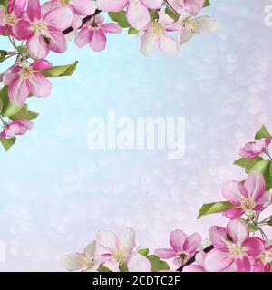 Pink cherry or apple blossom greeting/invitation card Stock Photo