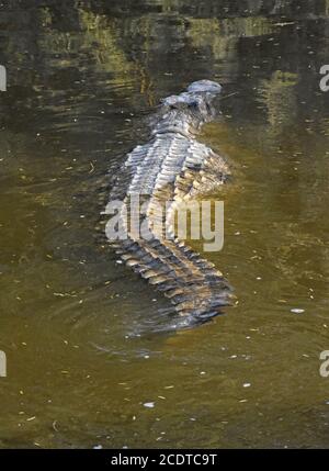 The powerful tail of a crocodile Stock Photo