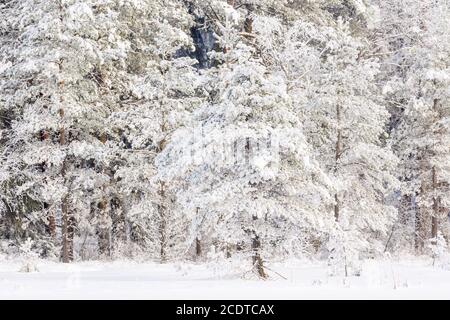 Pine trees on a bog with snow and frost in winter Stock Photo