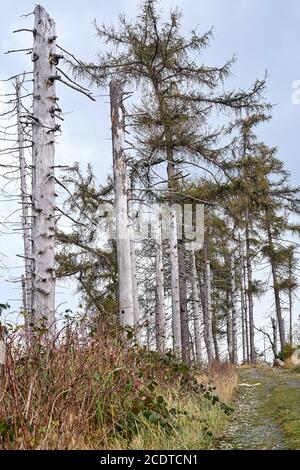 Dead trees at the foot of the Brocken in the Harz National Park Stock Photo