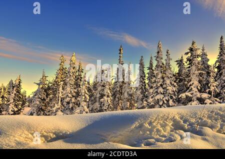 Winter forest at the gentle colors of setting sun Stock Photo