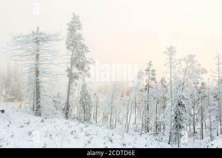 Old snag tree in a frosty winter landscape at a bog Stock Photo