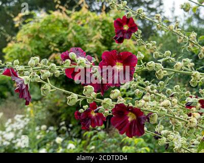 Beautiful dark red hollyhock flowers and buds in a garden