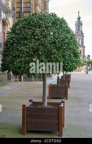 Laurel tree as a decoration on the Brühlsche Terrasse in Dresden Stock Photo