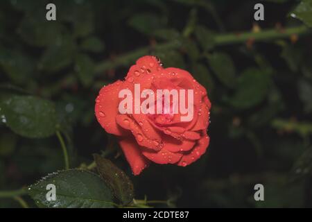 One beautiful red coral rose on green branch with water drops on plain green dark background. Artistic image of colorful flower Stock Photo