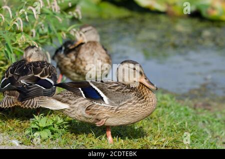 Three Mallard ducks (Anas platyrhynchos) resting and preening by the edge of the marsh Stock Photo