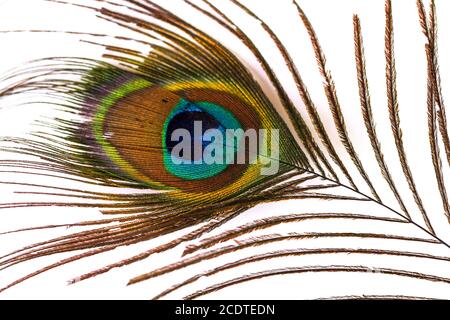 Peacock feather on white Stock Photo