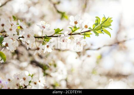 Spring background art with white cherry blossom. Beautiful nature scene with blooming tree. Sunny day. Spring flowers. Beautiful Stock Photo
