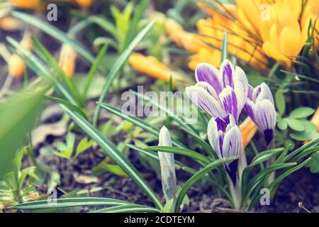 Beautiful spring violet white and yellow flowers crocuses on bokeh background in sunny spring forest under sunbeams. Holidays Ea Stock Photo