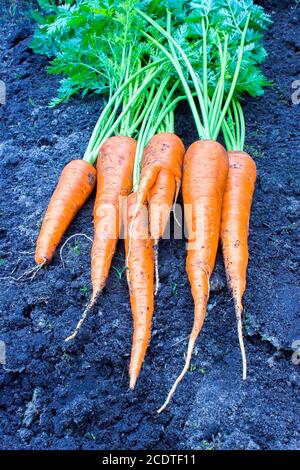 Fresh carrots lying on black soil Stock Photo