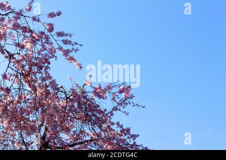 branches of a Weeping Cherry Blossom Tree in full bloom in early Spring against a clear blue sky with copy space Stock Photo