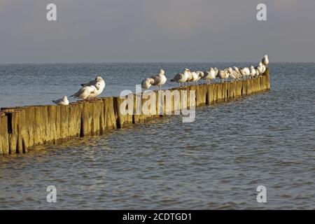 sitting seagulls on a row of groynes in the evening sun Stock Photo