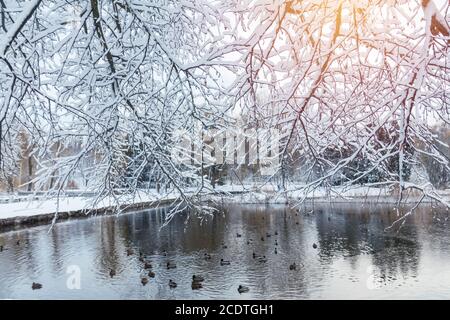 First snow in the city park with ducks on an icy pond and a bench covered with snow.  Sunny day in the winter city park. Stock Photo