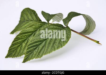 Green raspberry leaves isolated on white background Stock Photo