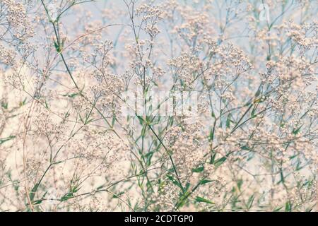 Beautiful summer scene with many little flowers on blue sky background. Toned photo. Shallow depth of the field. Stock Photo