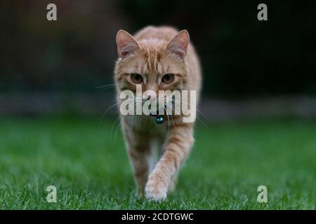 ginger tabby cat walking towards the camera ginger tabby cat walking towards the camera