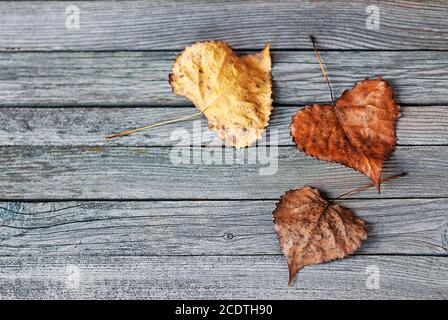 tree autumn leaves on old gray wooden background Stock Photo
