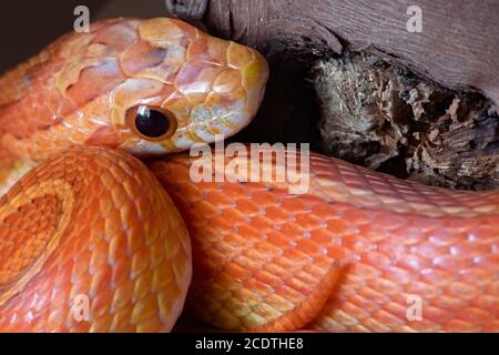 Macro close up image of orange and yellow pet corn snake. Side of face and end of tail visible over vibrantly colored coils.