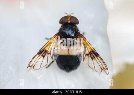 Great Pied Hoverfly, Volucella pellucens, on a lily flower, Inverurie, Aberdeenshire, Scotland, UK. Stock Photo
