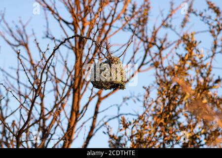 Village weaver bird's nest in a nature reserve in Pretoria Stock Photo