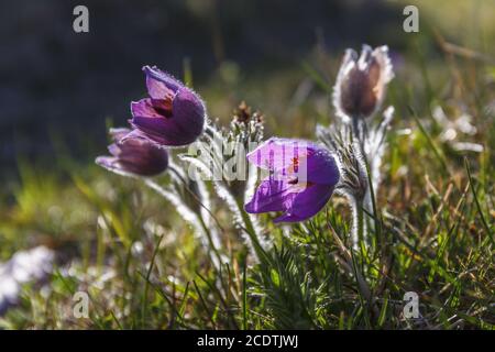 Pasque flowers in back lit on a meadow in early spring Stock Photo
