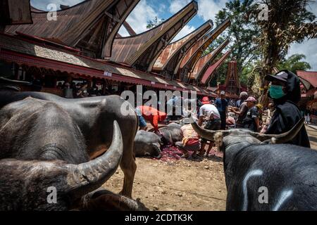 Nort Toraja, South sulawesi, Indonesia. 29th Aug, 2020. Dozens of buffalos that have been sacrificed in a Torajan traditional funeral ceremony called 'Rambu Solo'' in Rantepao, Nort Toraja, South Sulawesi, Indonesia, Saturday, August 29th. At the funeral the animals are killed by a machete chop to the jugular, and their meat is then distributed to family and guests in order of social importance. Credit: Hariandi Hafid/ZUMA Wire/Alamy Live News Stock Photo