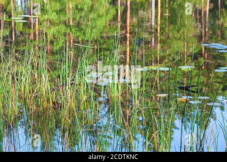 Lake with reeds and reflections in the water in the morning Stock Photo