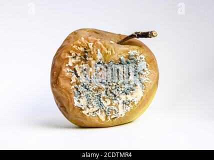 A rotten apple covered with mold Stock Photo - Alamy