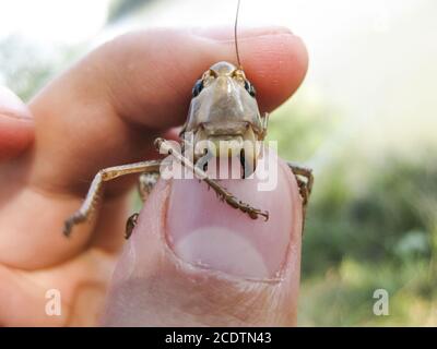 A brown grasshopper in man's pockets. the jaws of a grasshopper. Stock Photo