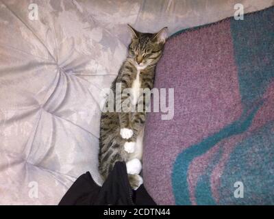 The cat is lying on the sofa by the blanket. Stock Photo