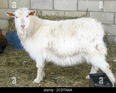 Goats in the household. Mini goat farm. Stock Photo