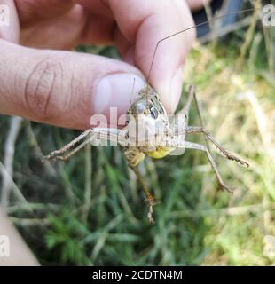 A brown grasshopper in man's pockets. the jaws of a grasshopper. Stock Photo