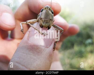 A brown grasshopper in man's pockets. the jaws of a grasshopper. Stock Photo