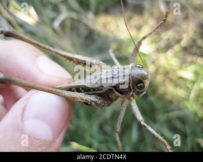 A brown grasshopper in man's pockets. the jaws of a grasshopper. Stock Photo