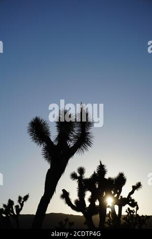 Joshua Tree National Park landscape and scenery Stock Photo