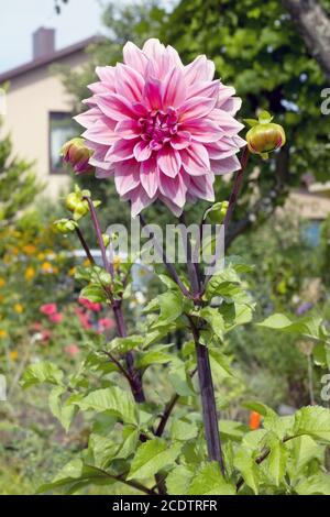 A beautiful  pink dahlia  flower blossoms on a sunny garden Stock Photo