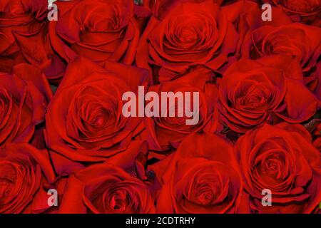 Beautiful floral festive background from red blooming fresh roses Stock Photo