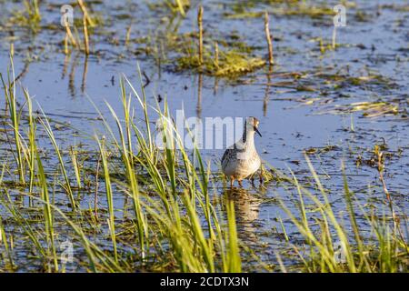 Wood Sandpiper stand among the blade of grass in a wetland Stock Photo