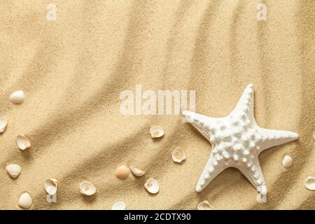 Sea sand with starfish and shells top view with palm leaf. Summer beach ...