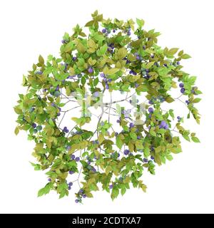 top view of plum tree with plums isolated on white background Stock Photo
