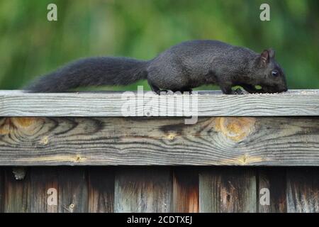 Eastern Grey Squirrels in grass in summer Stock Photo