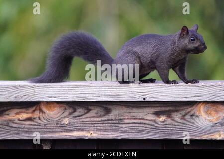 Eastern Grey Squirrels in grass in summer Stock Photo